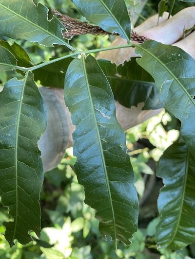 Atalaya multiflora, photographed by Greg Tasney