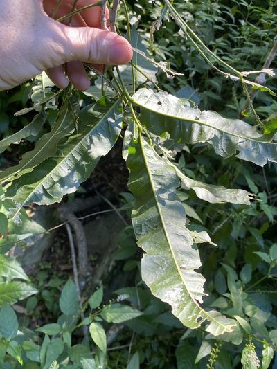 Atalaya multiflora, photographed by Greg Tasney