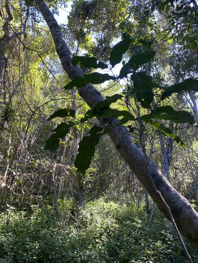 Atalaya multiflora, photographed by Greg Tasney