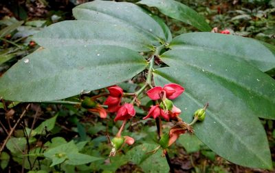 Euphorbia peritropoides, photographed by Alexis López Hernández