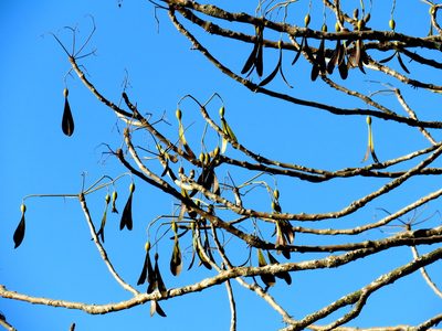 Gyrocarpus jatrophifolius, photographed by Alexis López Hernández