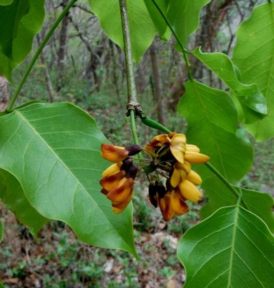 Platymiscium trifoliolatum, photographed by Alexis López Hernández