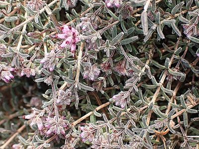 Erica similis, photographed by Di Turner