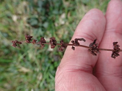 Rumex conglomeratus, photographed by Robert H. Wardell