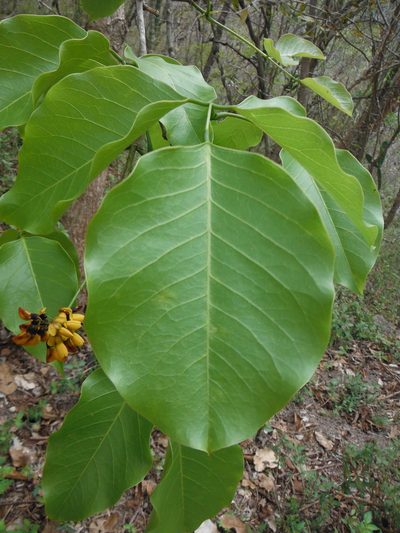 Platymiscium trifoliolatum, photographed by Alexis López Hernández