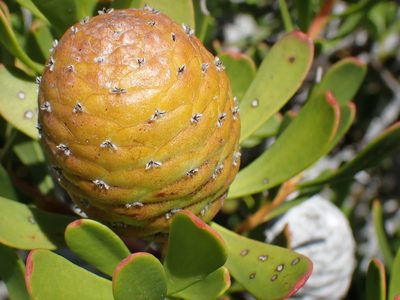 Leucadendron muirii, photographed by Di Turner