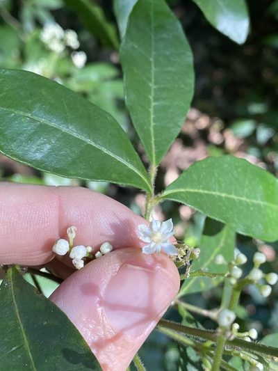 Bouchardatia neurococca, photographed by Greg Tasney