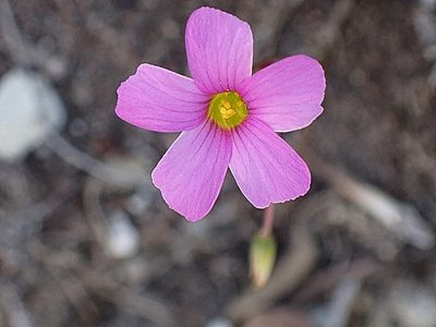 Oxalis stellata, photographed by Di Turner