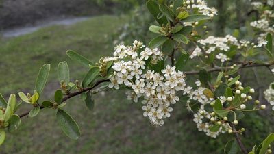 Pyracantha koidzumii, photographed by Cheng-Te Hsu