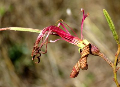 Bauhinia ungulata, photographed by Alexis López Hernández