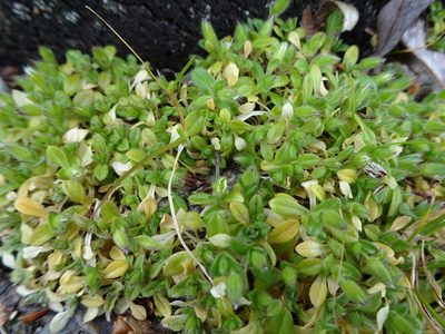Stellaria apetala, photographed by Robert H. Wardell
