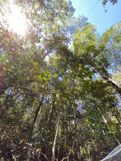 Croton acronychioides, photographed by Greg Tasney