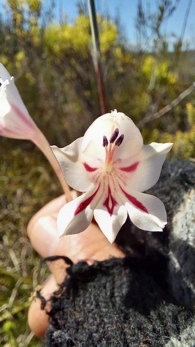 Gladiolus engysiphon, photographed by kevin koen