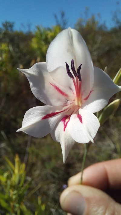 Gladiolus engysiphon, photographed by kevin koen