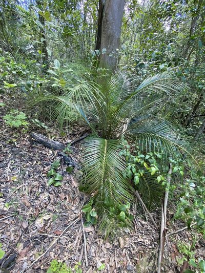 Macrozamia macleayi, photographed by Greg Tasney