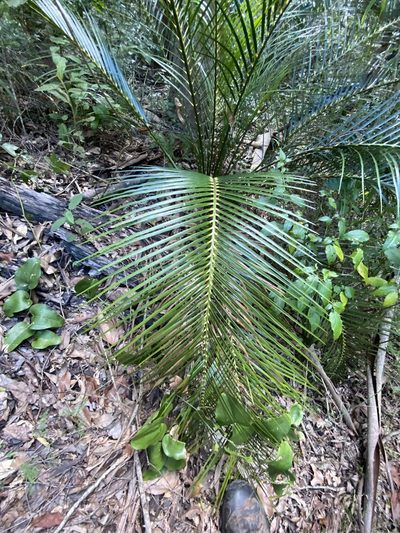 Macrozamia macleayi, photographed by Greg Tasney