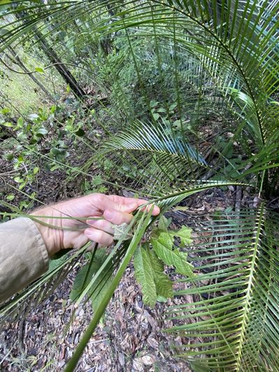 Macrozamia macleayi, photographed by Greg Tasney