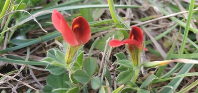 Lotus tetragonolobus, photographed by Silvia Scandura