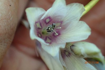Dierama pallidum, photographed by Peter Warren