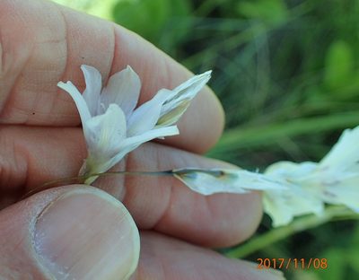 Dierama pallidum, photographed by Peter Warren