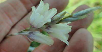 Dierama pallidum, photographed by Peter Warren