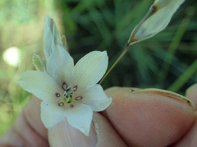 Dierama pallidum, photographed by Peter Warren