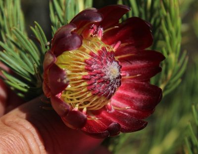 Protea nana, photographed by Tony Rebelo