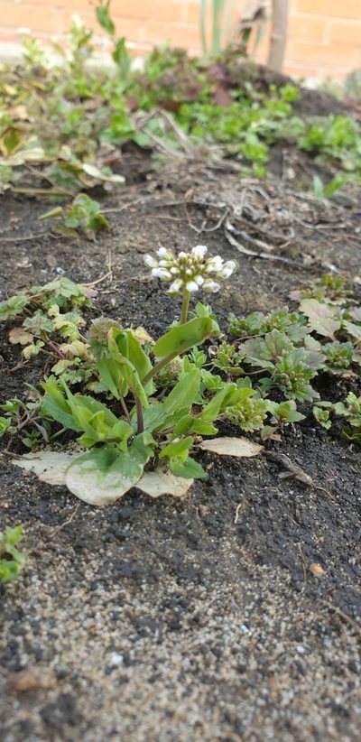 Noccaea praecox, photographed by Алена Ручка