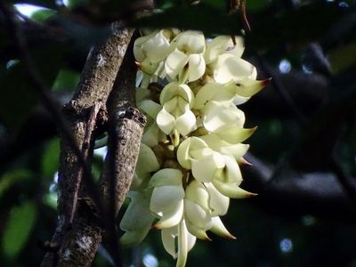 Mucuna birdwoodiana, photographed by Toby Y