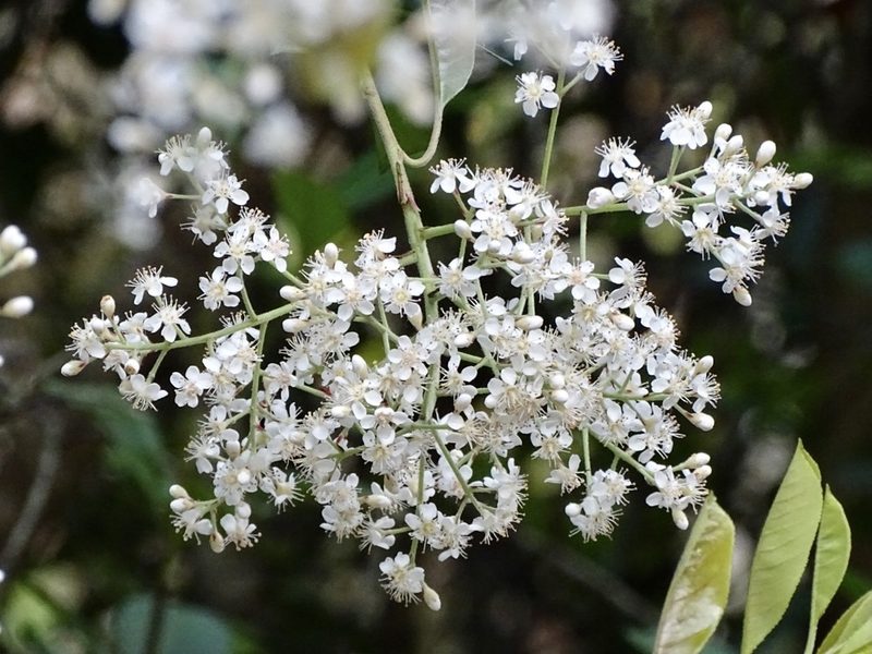 Photinia prunifolia, photographed by Toby Y