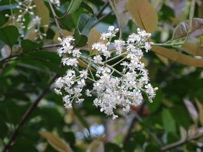 Photinia prunifolia, photographed by Toby Y