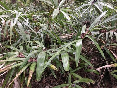 Rhapidophyllum hystrix, photographed by Darren Oh