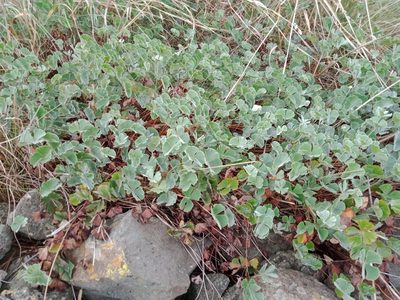 Marsilea drummondii, photographed by Nina Kerr