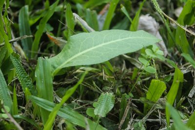 Rumex japonicus, photographed by Austin 0201