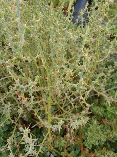 Sclerolaena muricata, photographed by Nina Kerr