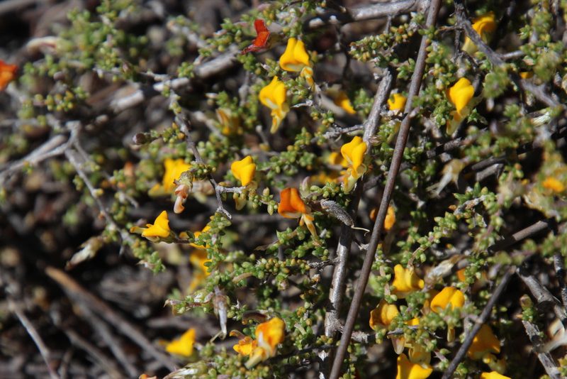 Aspalathus leptocoma, photographed by Tony Rebelo