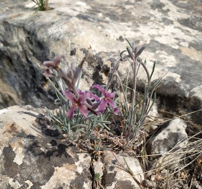 Matthiola fruticulosa, photographed by Joan C. Hinojosa