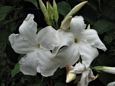 Mandevilla laxa, photographed by Peter L Achuff