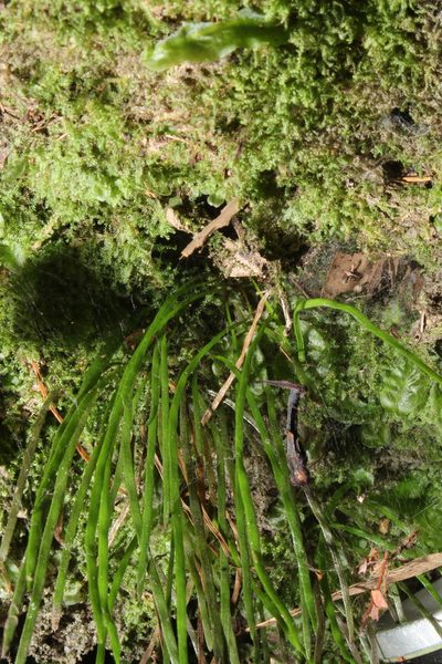Microschizaea rupestris, photographed by Em Lamond