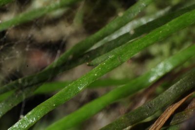 Microschizaea rupestris, photographed by Em Lamond