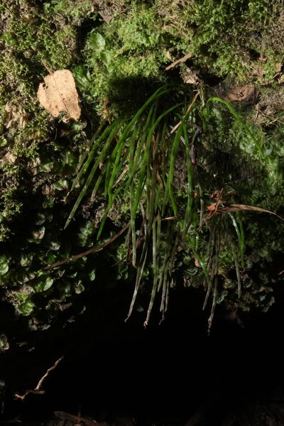 Microschizaea rupestris, photographed by Em Lamond