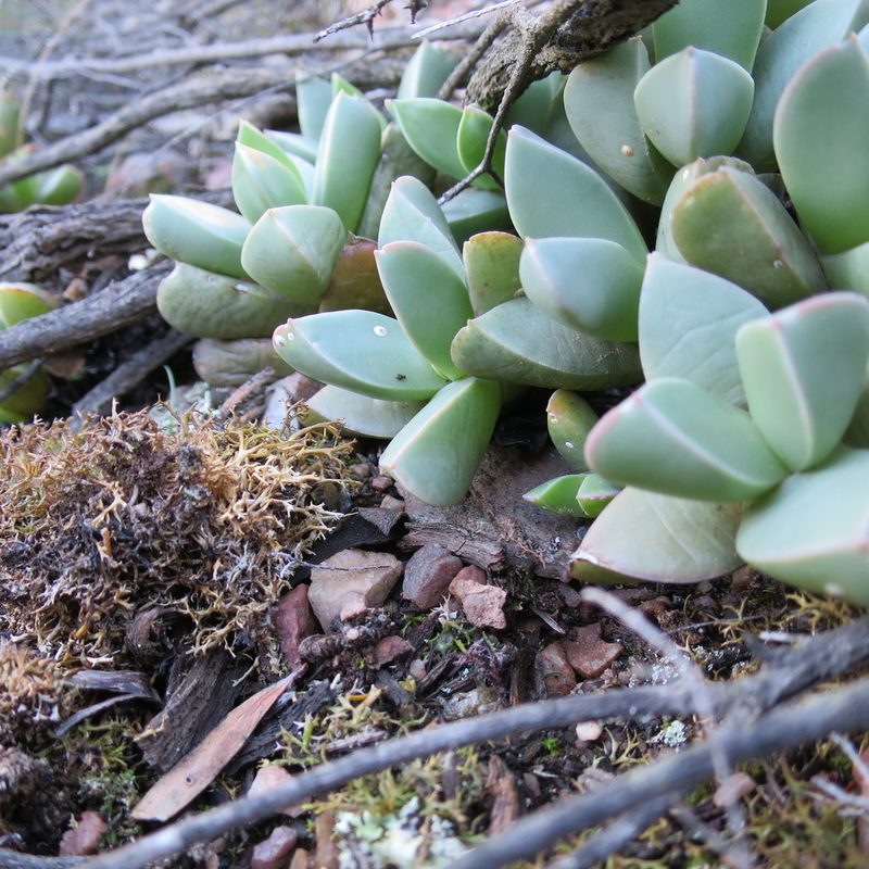 Machairophyllum brevifolium, photographed by Di Turner