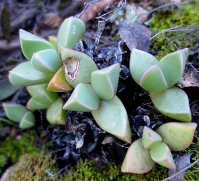 Machairophyllum brevifolium, photographed by Di Turner