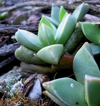 Machairophyllum brevifolium, photographed by Di Turner