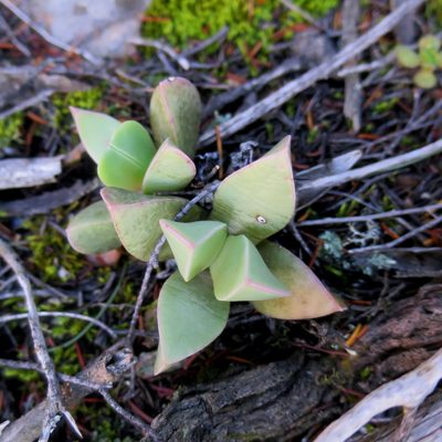 Machairophyllum brevifolium, photographed by Di Turner