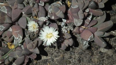 Corpuscularia lehmannii, photographed by Shaun Swanepoel