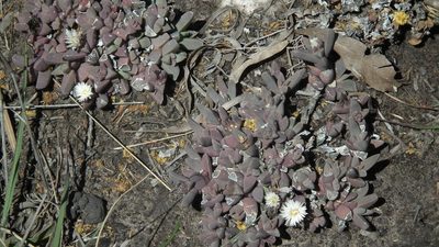Corpuscularia lehmannii, photographed by Shaun Swanepoel