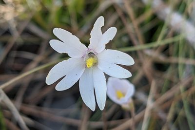 Pinguicula planifolia, photographed by Kristof Zyskowski