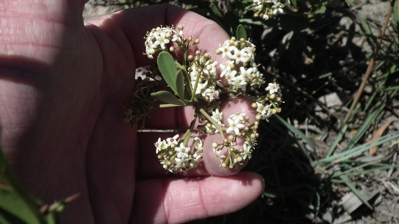 Gymnosporia elliptica, photographed by Shaun Swanepoel