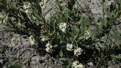 Gymnosporia elliptica, photographed by Shaun Swanepoel